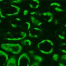 photo: a green fluorescent figures from seedlings on a black background