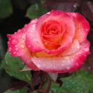 Gemini hybrid tea, photographed on a rainy Rose Day a year ago.