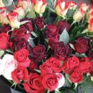 Cut roses