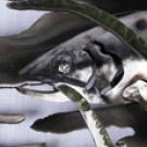 Photo: Anne Compton's school of fish (portion)