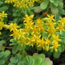 Sedum palmeri, a newcomer to the list of Arboretum All-Stars