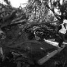 Keith Tipton, an irrigation specialist, helps to repair the broken water main caused by a fallen tree Sept. 23 on Putah Creek Lodge Drive. The campus was battered by a heavy windstorm that day, and damage included a power outage throughout all c