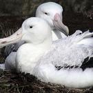 Photo: birds on grass