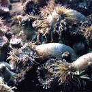 Photo:. sea anenomes in a colony