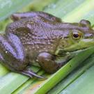 Bullfrog on a plant