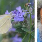 Photos (2): Cabbage white butterfly on salvia, and Professor Art Shapiro