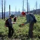 Two people with backpacks out on a hill with burned trees examining the ground