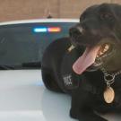 Charlie K-9 on hood of patrol car