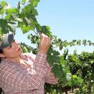 Woman inspecting a vine in a vineyard