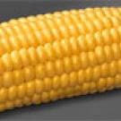 Photo: ear of corn, shucked