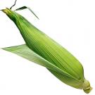 Photo: ear of corn
