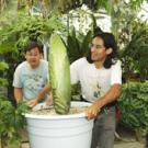 photo of Gary Chan, left, and Ernesto Sandoval of the UC Davis Botanical Conservatory preparing to move the plant Ted the Titan