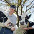 Photo: Two men feeding two cows whey and grain.