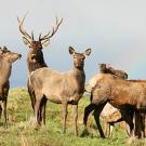 Photo: herd of deer