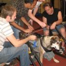 Chelsea waits patiently as mechanical engineering students, from left, Nelson Dichter, Jay Panchal, Blake Summers and David Shira make adjustments to the physical therapy device they created to help disabled dogs learn to walk again.