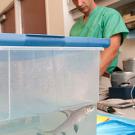 Photo: fish in container with man behind observing