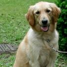 golden retriever dog