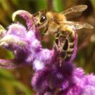 Photo: bee on flower
