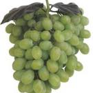 Photo: bunch of green grapes