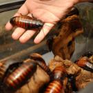 A handful: Madagascan hissing cockroaches at Bohart.