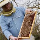 UC Davis beekeeper John Hileman shows off a honeybee hive. 