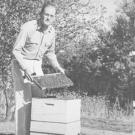 Harry Laidlaw works with his bees at UC Davis.