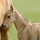 Foal nuzzling mare's side