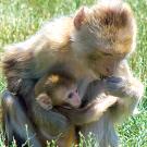 Photo: Mother and infant monkey