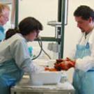 Volunteers remove oil from birds in a series of soapy baths.