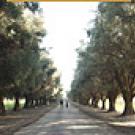 photo: road lined by olive trees