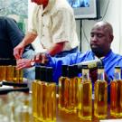 In preparation for Picnic Day, grounds crew members bottle UC Davis olive oil last week &mdash; including Nelson Randolph, left, who was in charge of heat sealing the caps.