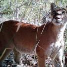 Mountain lion looking up