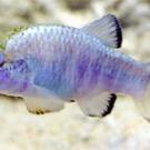 Amargosa pupfish, photographed by researcher Sean Lema