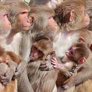 A group of rhesus monkey mothers and their infants huddling together