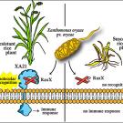 Graphic with pictures of rice plants and bacteria