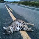 Photo: bobcat laying on highway