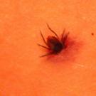 Photo: tick burrowing into human skin