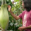 Photo of man in t-shirt pointing to plant about to bloom.