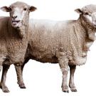 Photo: two sheep