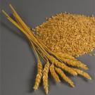 Photo: Wheat on stalks and grains