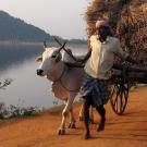 Man pulling a hay cart with the help of two draft animals