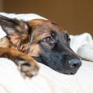 Dog lies on a bed