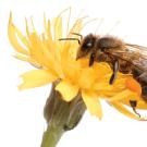 Honey bee on a flower