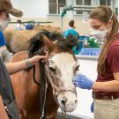 Burned horse treated in vet med hospital