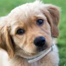 Golden retriever puppy