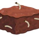 mealworm brownie illustration