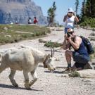 A mountain goat on a trail walks past hikers taking its photograph with mountains, rocks and plants in scence