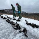 Two people in green suits walking on icy terrain alongside a line of dead skuas, which are seabirds.