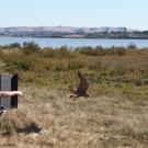 Julie Cotton extends hand as peregrine falcon Nox flies away from box toward fields and water of California's East Bay 