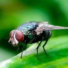 Close-up photo of metallic green New World screwworm fly with orange eyes on green leaf. (Adobe Stock)